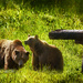 Bears for New Background  by jgpittenger
