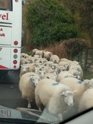 10th Feb 2022 - Traffic jam (Cumbrian style)