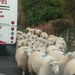 Traffic jam (Cumbrian style) by countrylassie