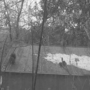 13th Feb 2022 - Squirrels on a Roof