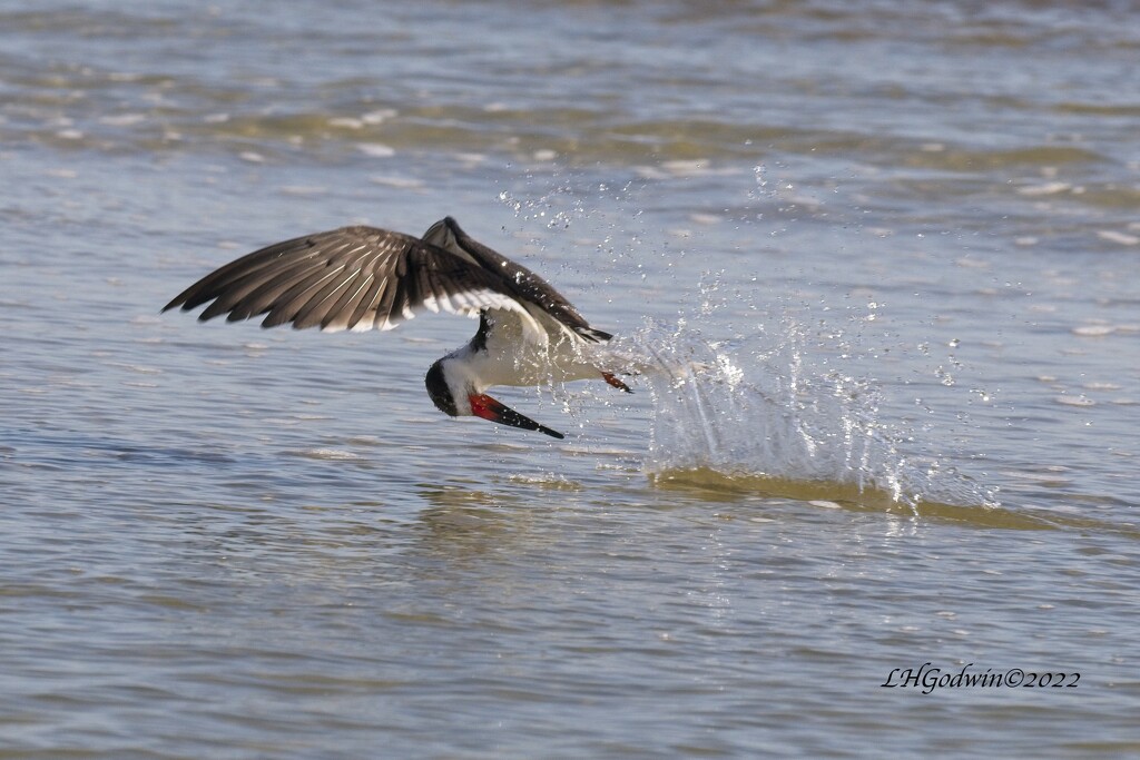 LHG_6316 Skimmers in action! by rontu