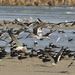 LHG_6445Skimmers as a group by rontu