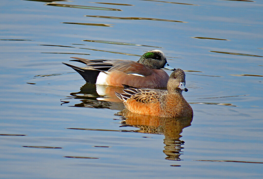 American Wigeon Pair by kathyo