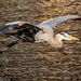 Blue Heron Fly-by! by rickster549