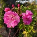 February roses by congaree