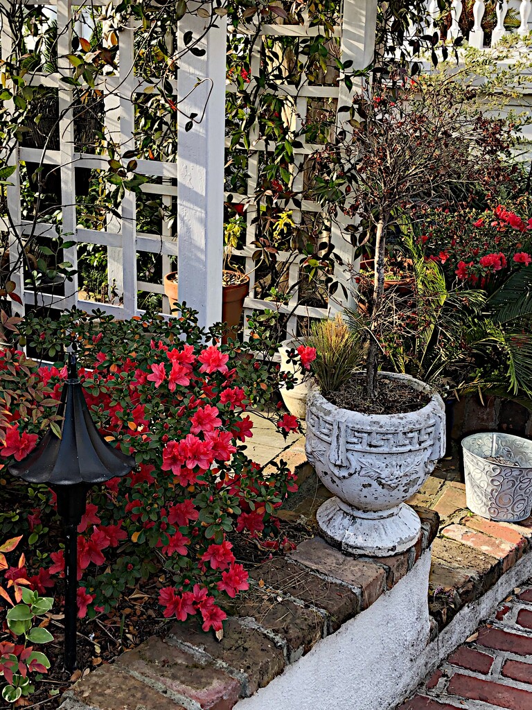 Charleston garden with azaleas by congaree