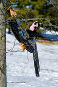 13th Feb 2022 - The Popular Pink Glove Black-Billed Scarf Bird