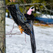 The Popular Pink Glove Black-Billed Scarf Bird by ggshearron