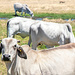Inquisitive Zebu cow by ludwigsdiana