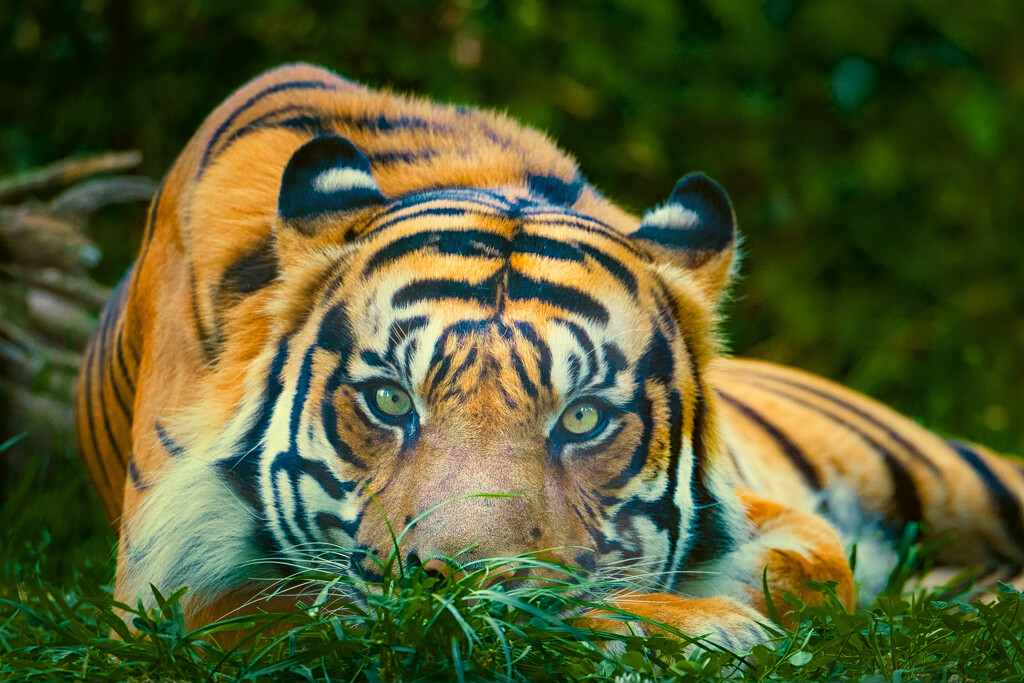 Eyes of the Tiger by helenw2