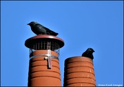 14th Feb 2022 - Jackdaws on the chimneys