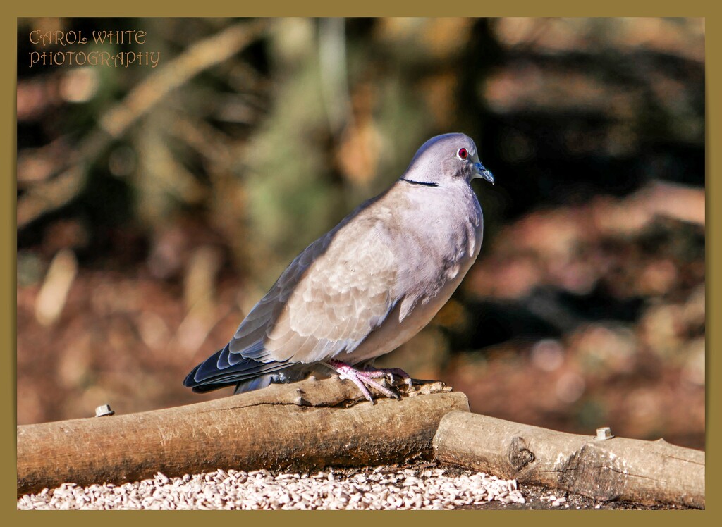 Collared Dove by carolmw