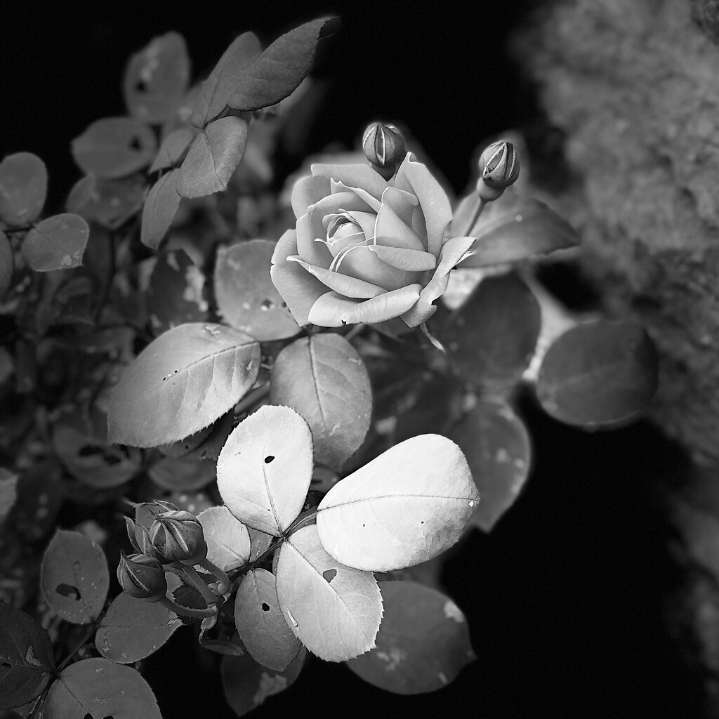 One Rose | Black & White by yogiw