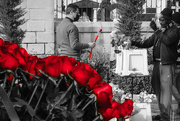 14th Feb 2022 - The right red rose