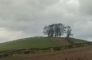 14th Feb 2022 - Trees on the Hill (standing perfectly still)