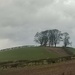 Trees on the Hill (standing perfectly still) by countrylassie