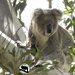 little Miss Ellie by koalagardens