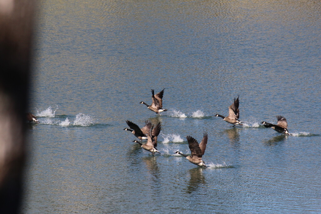 Feb 14 Canadian Geese take flight IMG_5262 by georgegailmcdowellcom