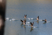 14th Feb 2022 - Feb 14 Canadian Geese take flight IMG_5262