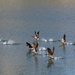 Feb 14 Canadian Geese take flight IMG_5262 by georgegailmcdowellcom