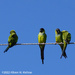 Parakeet Line Up by falcon11