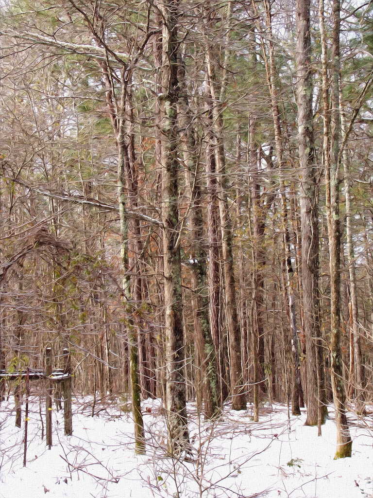 My woods in snow... by marlboromaam