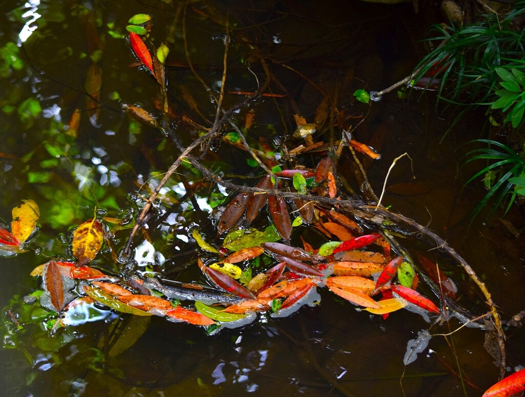 Brightly Coloured Leaves Floating In The Creek ~ No.3   by happysnaps