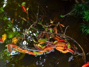15th Feb 2022 -  Brightly Coloured Leaves Floating In The Creek ~ No.3  