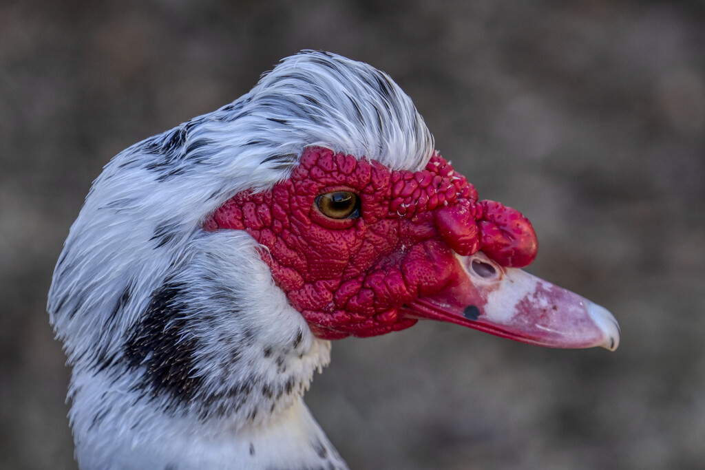 Muscovy Duck by kvphoto