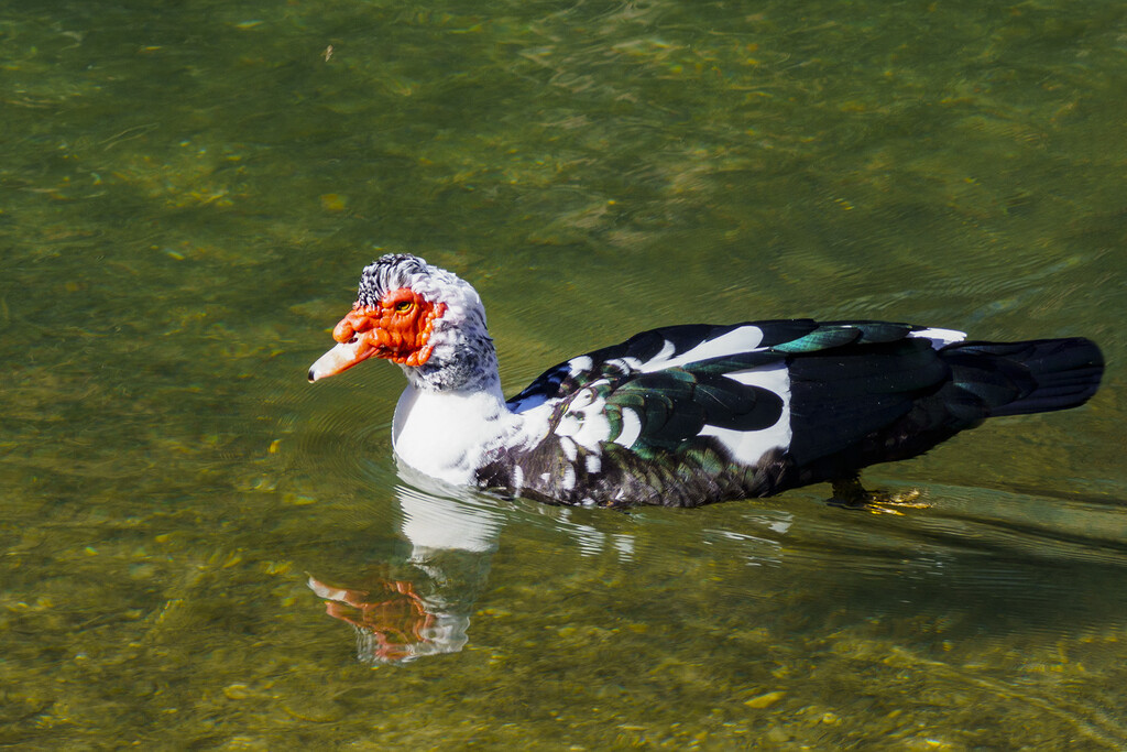 Muscovy Duck on the Guadalupe River by k9photo