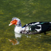 Muscovy Duck on the Guadalupe River by k9photo