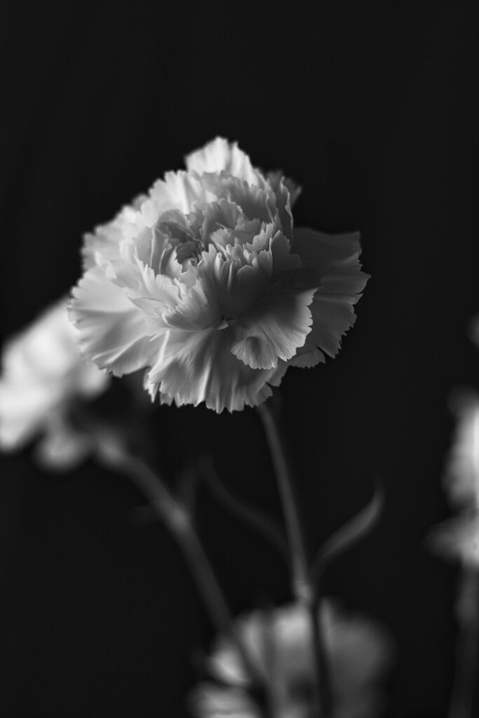 Flowers by judyc57