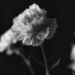 Flowers by judyc57