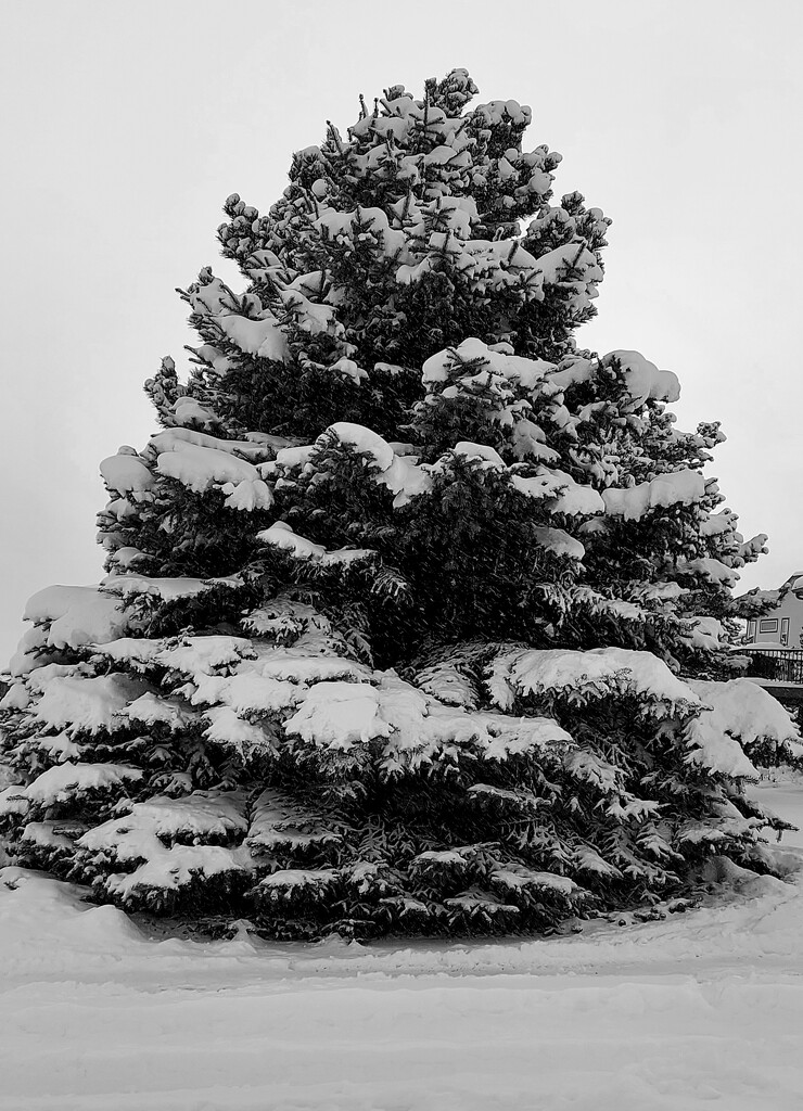 Snowy Spruce by harbie