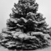 Snowy Spruce by harbie