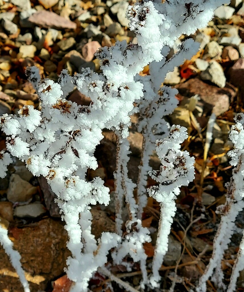 Hoar Frost Stalks  by harbie