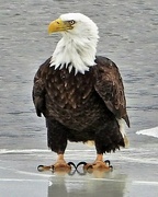 13th Feb 2022 - Regal Eagle