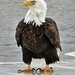 Regal Eagle by lynnz
