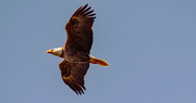 14th Feb 2022 - Bald Eagle Fly-by!
