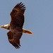 Bald Eagle Fly-by! by rickster549