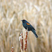 Red Winged Blackbird by kathyo