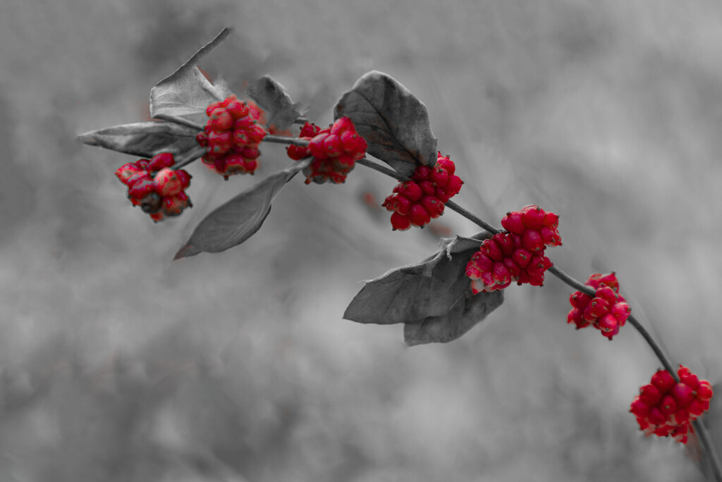 A Flash of Red Berries by jyokota
