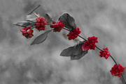 14th Feb 2022 - A Flash of Red Berries