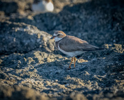 12th Feb 2022 - Semipalmated Plover
