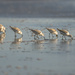 Sanderlings by nicoleweg
