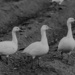 White Snow Geese by theredcamera