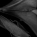 Amaryllis in B&W  by theredcamera