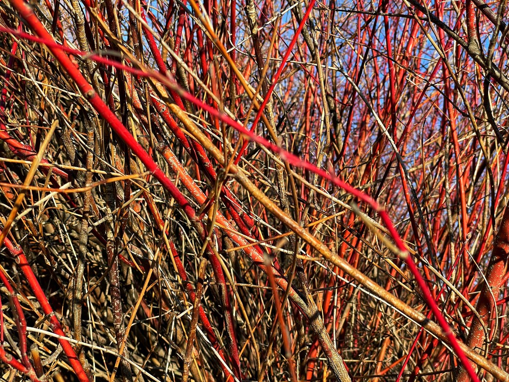 Red on the Chamna Trail by tapucc10