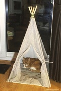 15th Feb 2022 - Monty in his teepee 