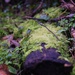 Mini Mossy project 1 by 365anne